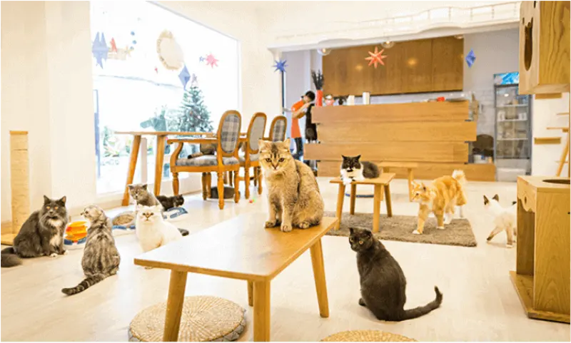 Mô hình cafe Thú cưng